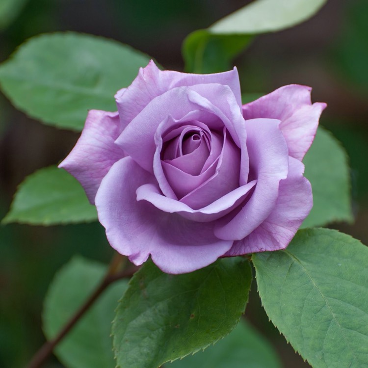 plant image 423212