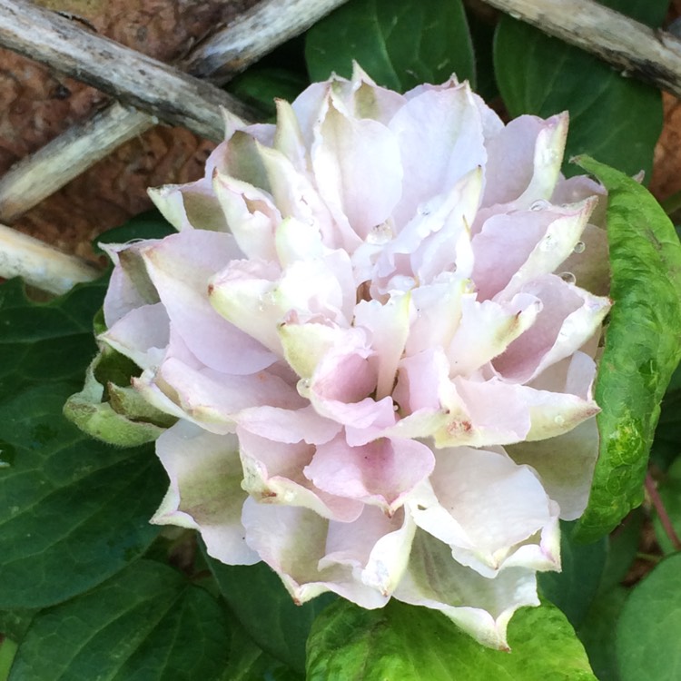 plant image 442099