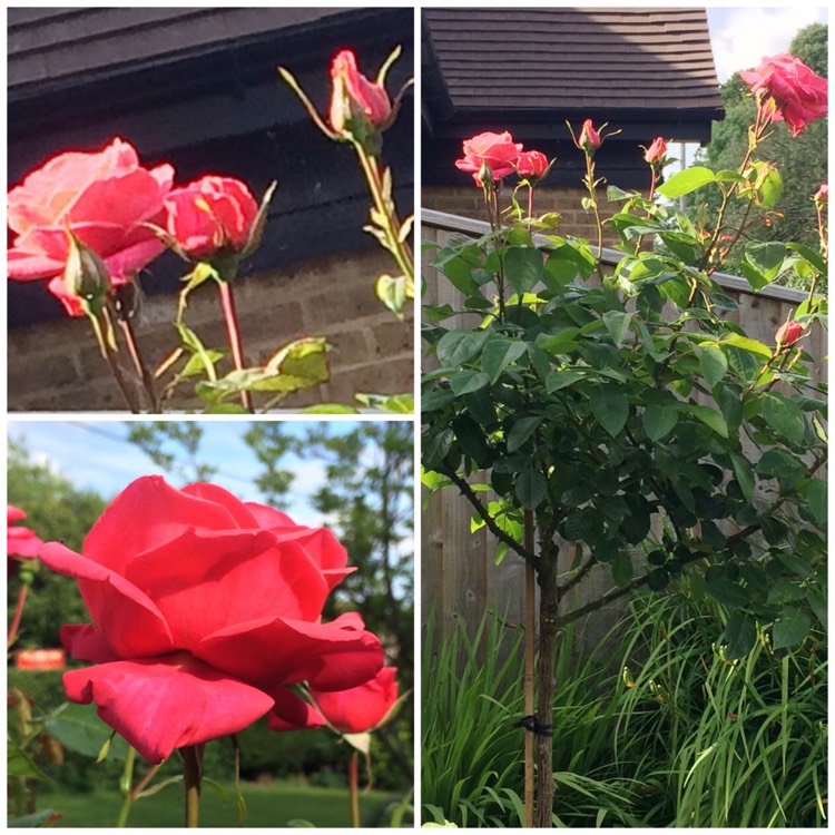 plant image 451111