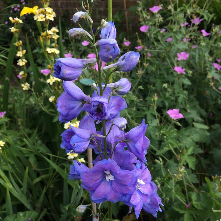 plant image 451119