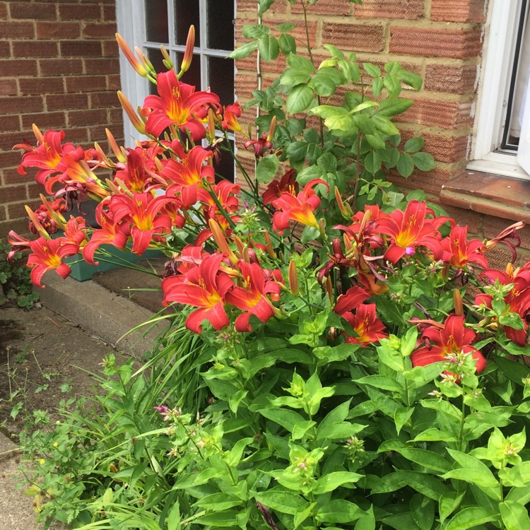 plant image 457918 plant image 457918