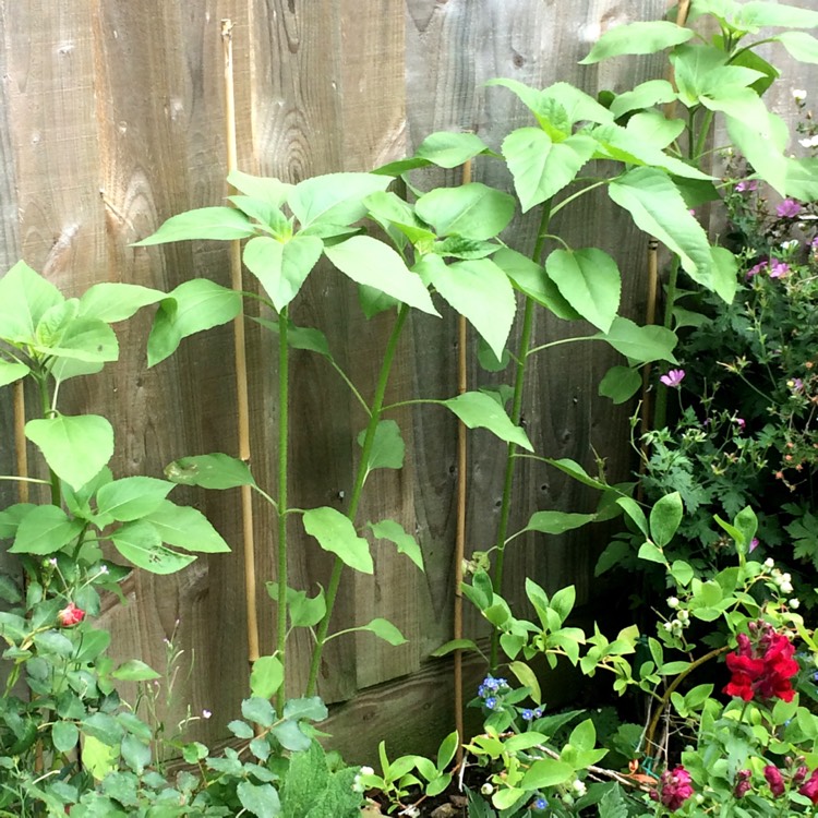 plant image 465068