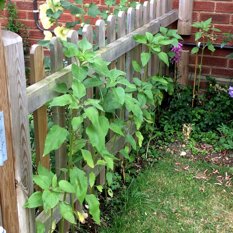 plant image 465075
