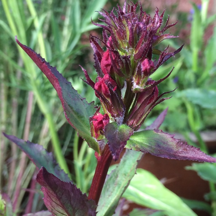 plant image 475721