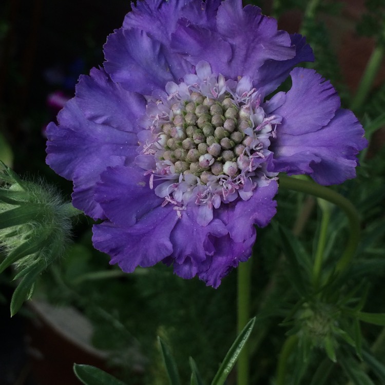 plant image 475726