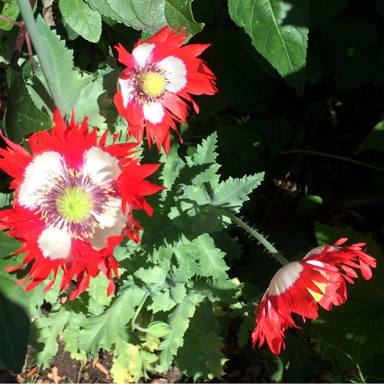 Plant image Papaver somniferum 'Victoria Cross'