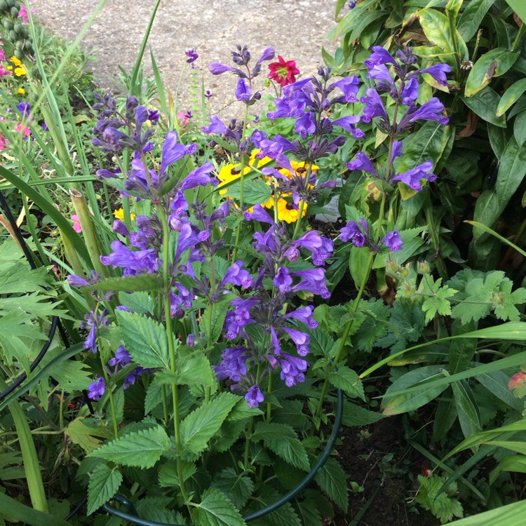 plant image 485625
