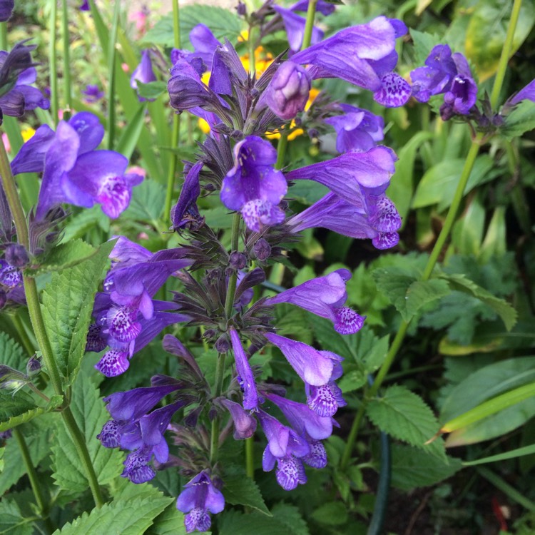 plant image 485629