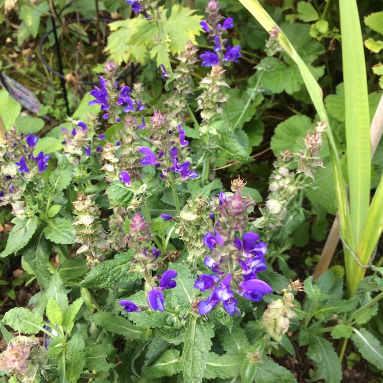 Plant image Salvia x sylvestris 'Balsalarv' syn. Salvia x sylvestris 'Blue Marvel', Salvia nemorosa 'Blue Marvel'