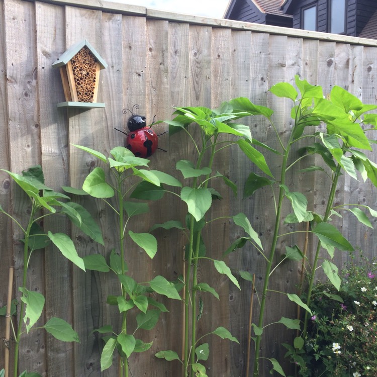 plant image 485651