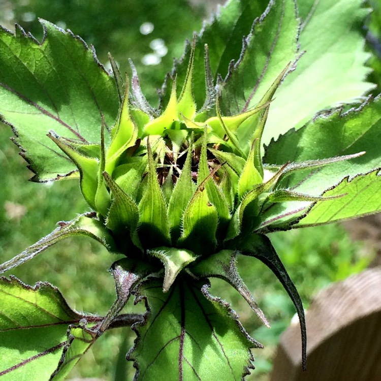 plant image 486449