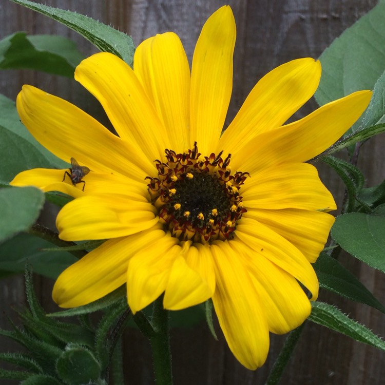 plant image 489883