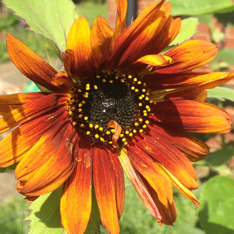 plant image 495840