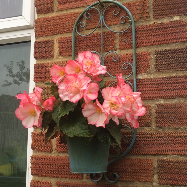 Plant image Begonia 'Nonstop Rose Petticoat' (Nonstop Series)