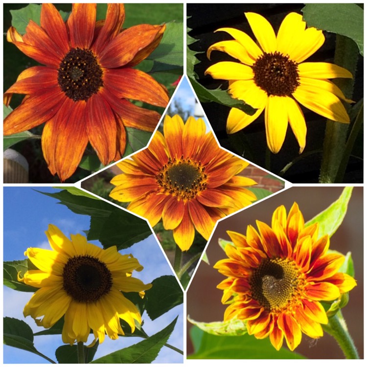 plant image 518468