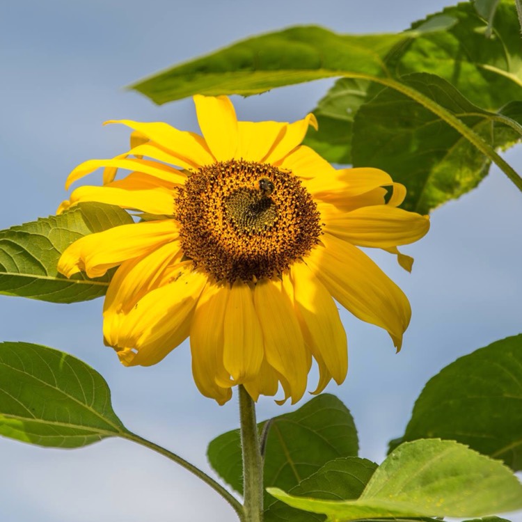 plant image 520333