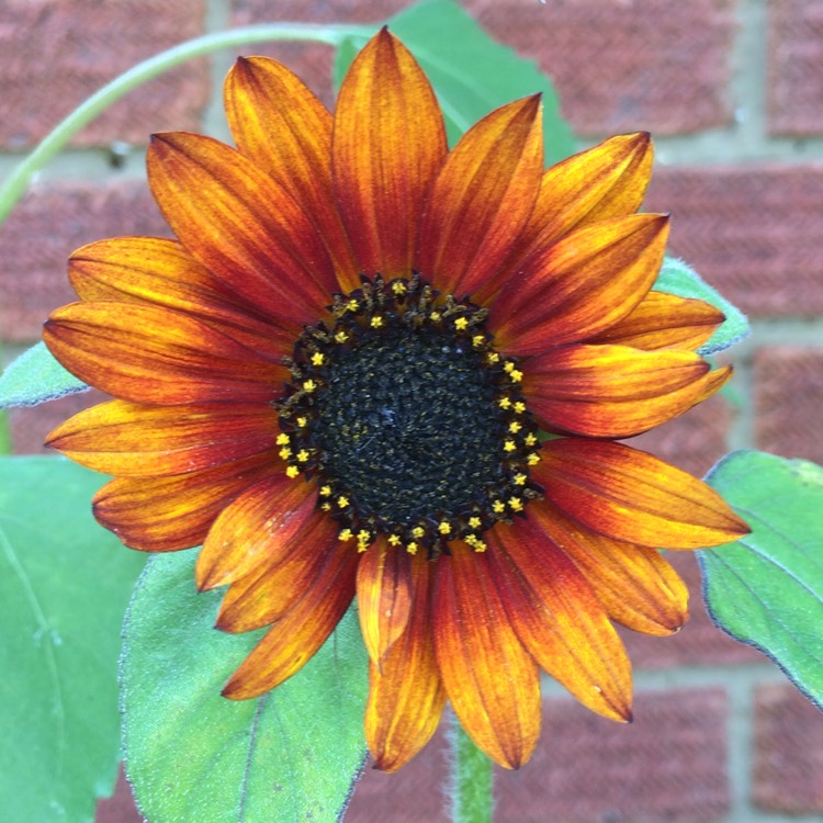 plant image 520334