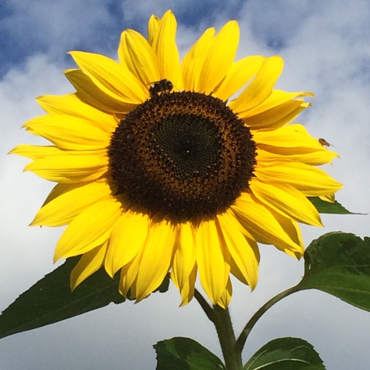 plant image 523049