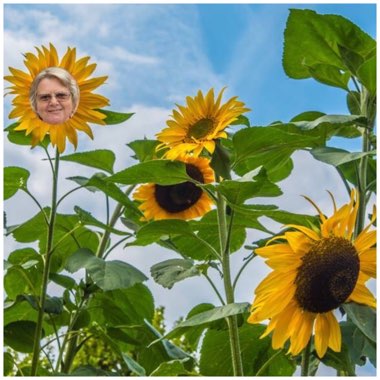 Helianthus annuus