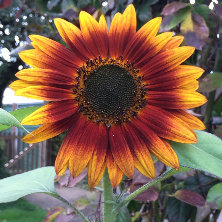plant image 531414