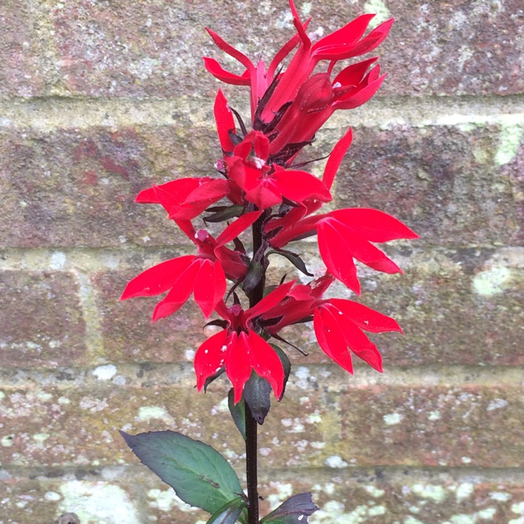 plant image 538230 plant image 538230