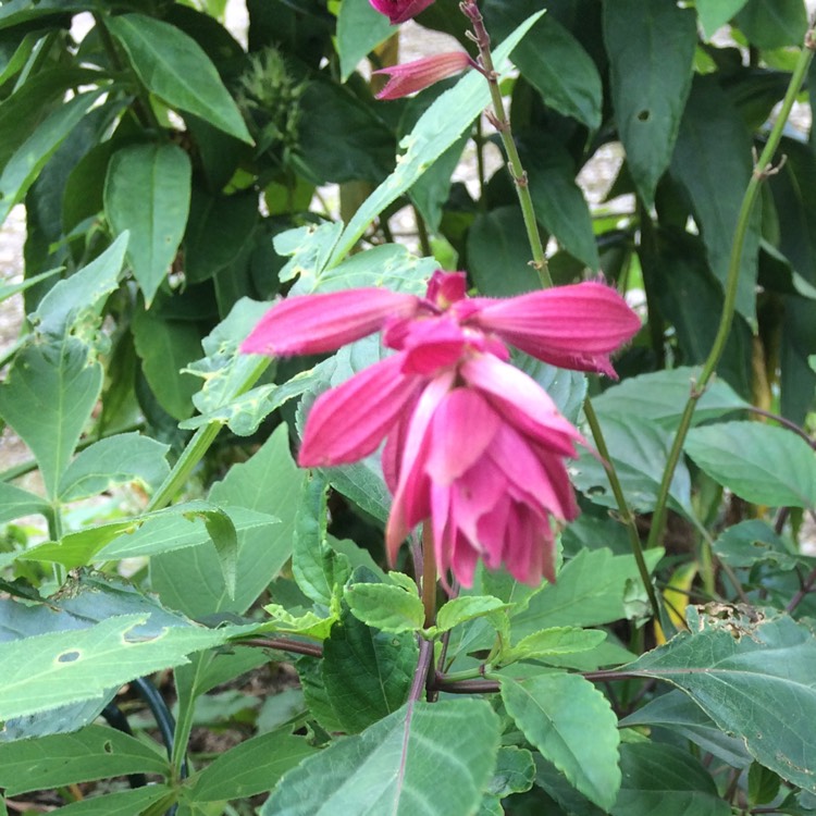plant image 538233