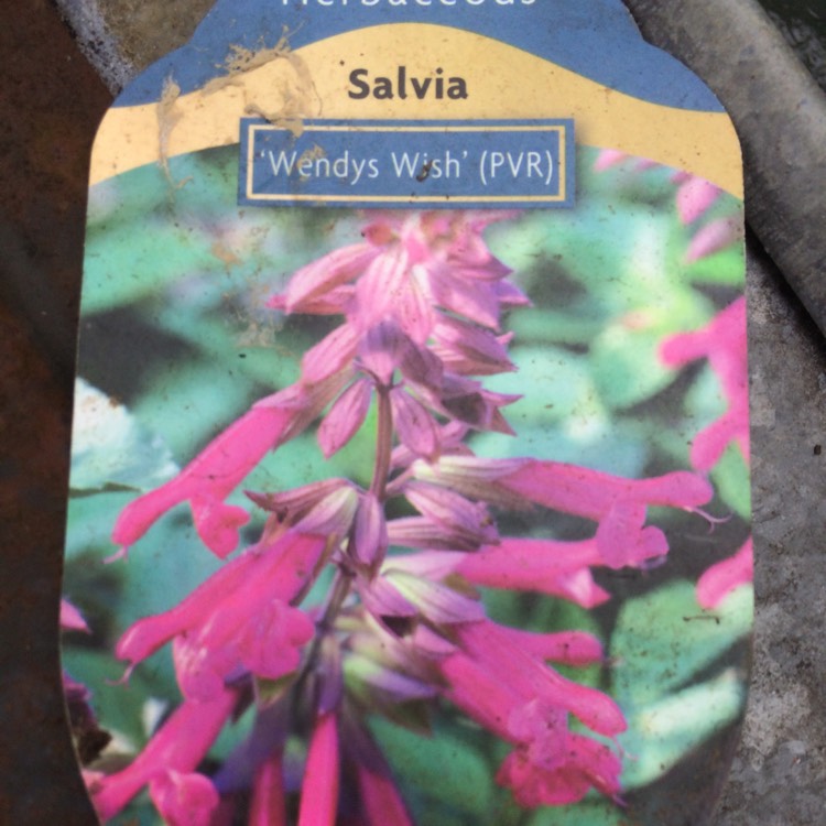 plant image 538234