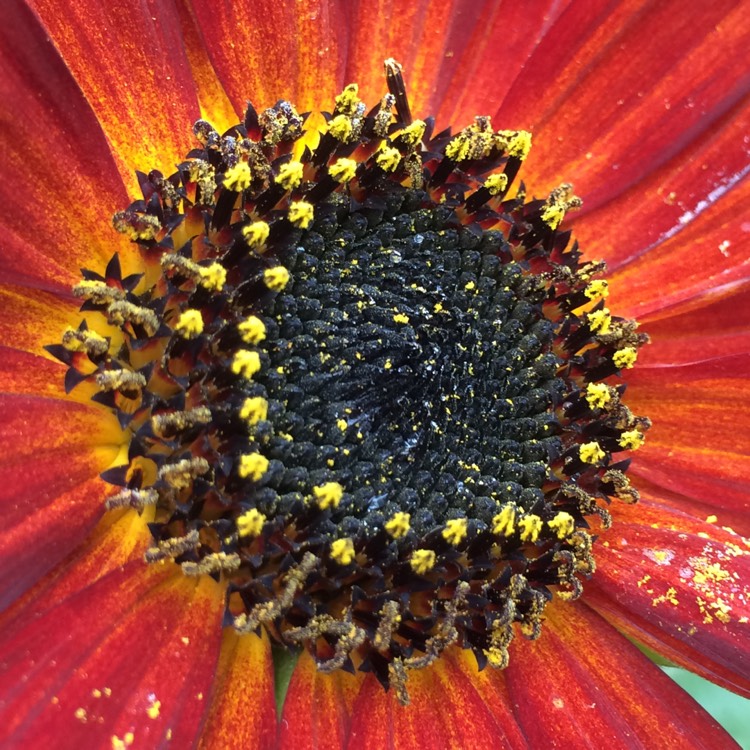 plant image 539816