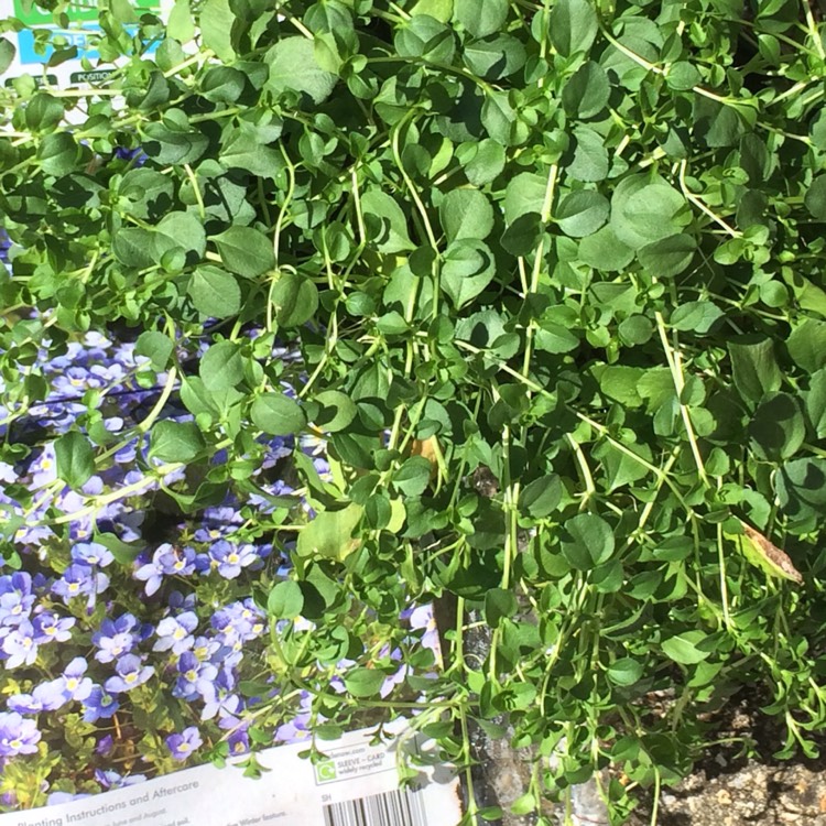 Plant image Veronica filiformis