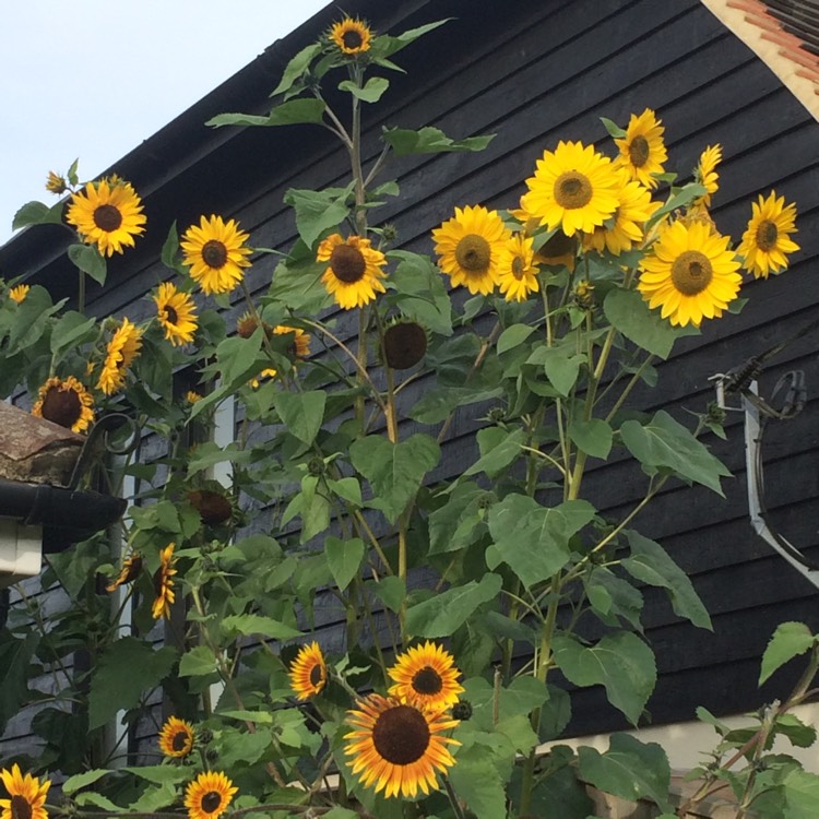 plant image 548009