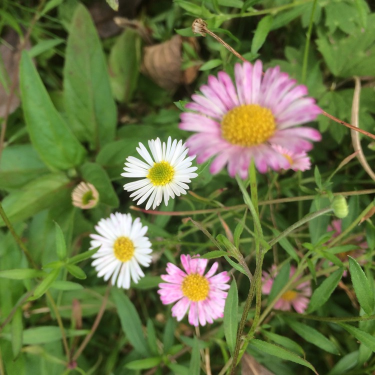 plant image 549741
