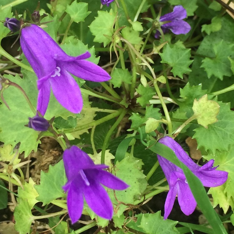 Plant image Campanula poscharskyana 'Stella'