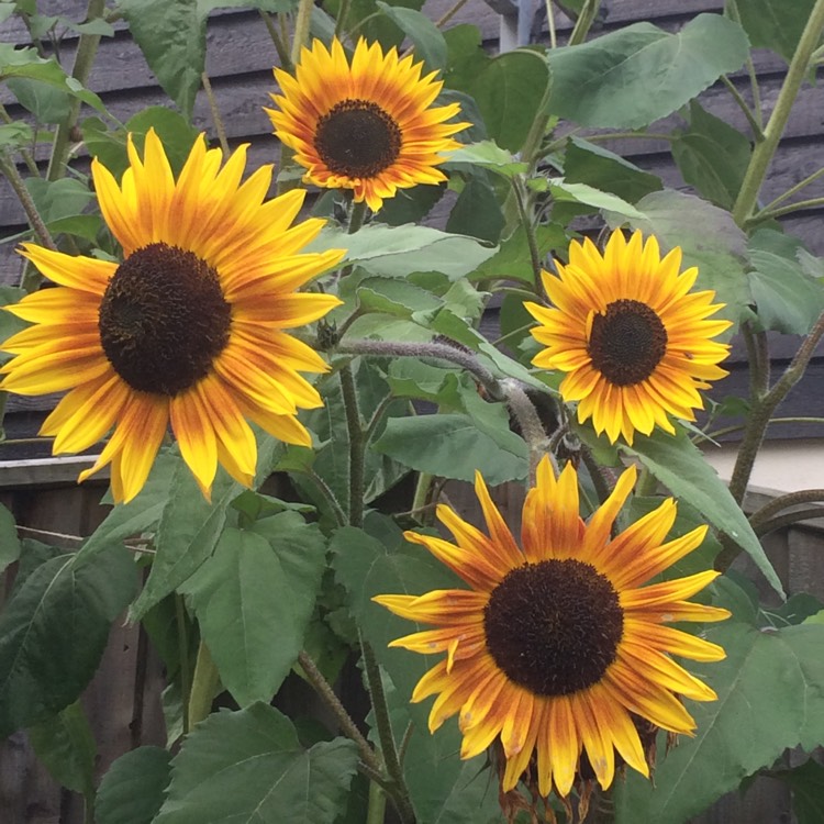 plant image 549757