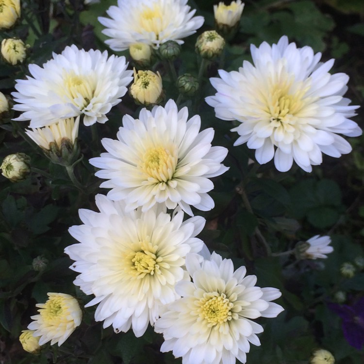 Plant image Chrysanthemum x morifolium 'Aluga White'