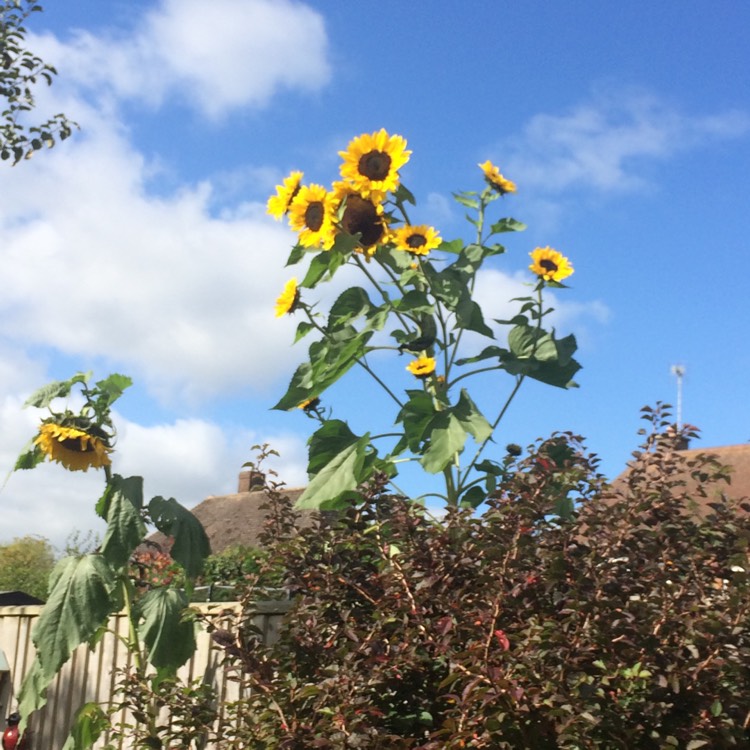 plant image 556054