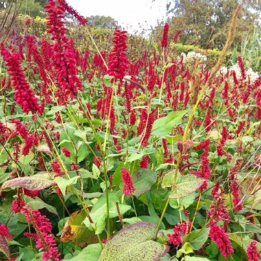 Persicaria