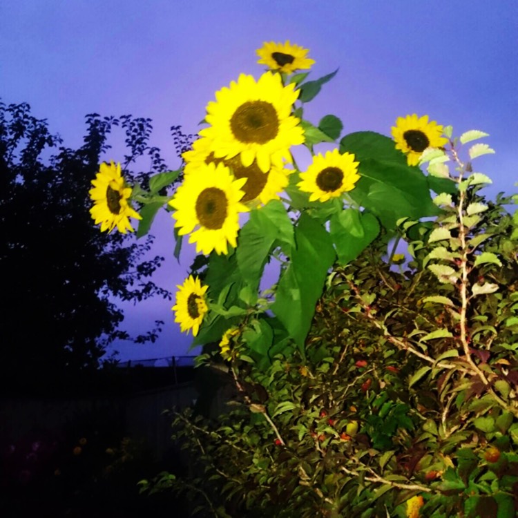 plant image 557363
