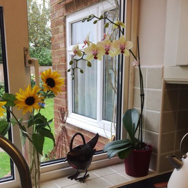 Phalaenopsis