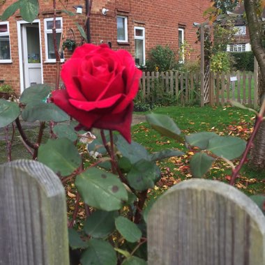 Rosa 'Black Boy'