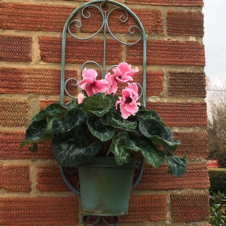 plant image 580834