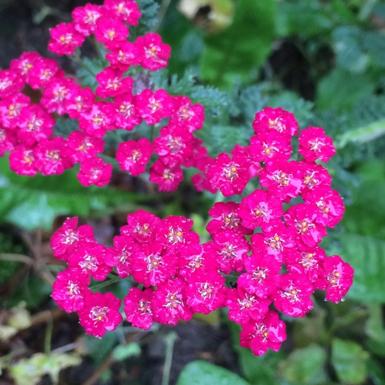 plant image 580854 plant image 580854