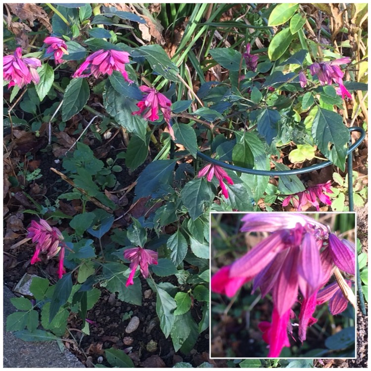 Plant image Salvia 'Wendy's Wish'