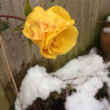 Rosa