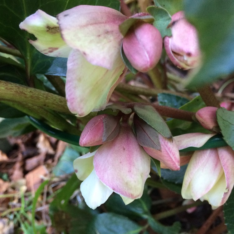 plant image 597947