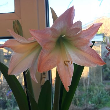 Hippeastrum (Galaxy Group) 'Apple Blossom'