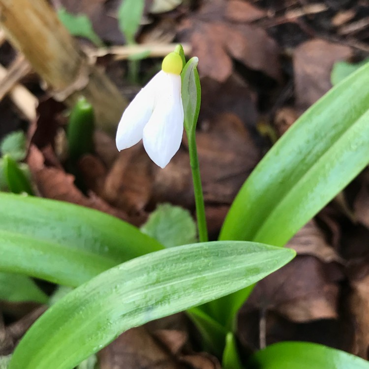 plant image 606994