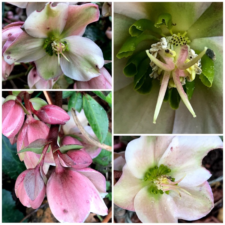 plant image 616323