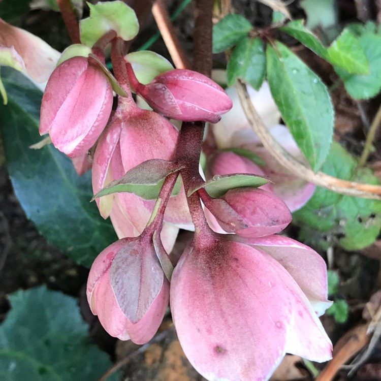 plant image 616326