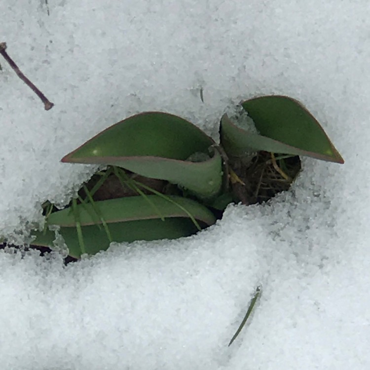 plant image 626117 plant image 626117