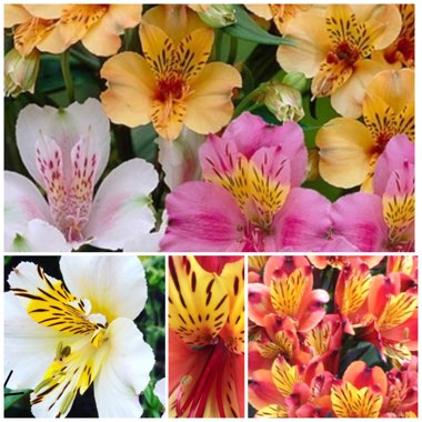 Alstroemeria